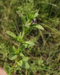 Limnophila chinensis