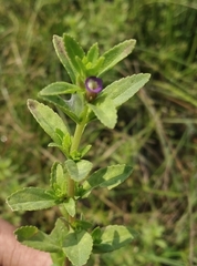 Limnophila chinensis