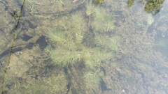 Limnophila