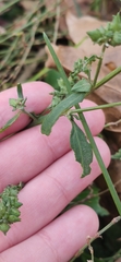 Atriplex patula