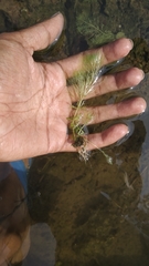 Limnophila