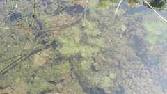 Limnophila