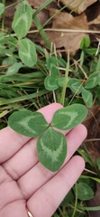 Trifolium pratense