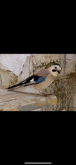 Garrulus glandarius atricapillus
