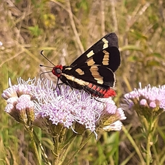 Sarbia damippe