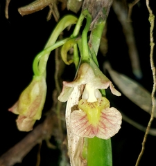 Rodriguezia lehmannii