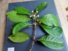 Rhodomyrtus macrocarpa