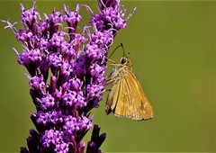Hesperia meskei straton