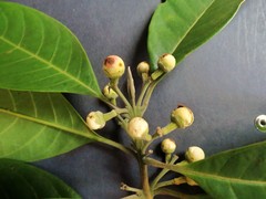 Rhodomyrtus macrocarpa