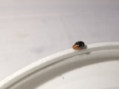 Scymnus rubromaculatus