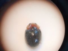 Scymnus rubromaculatus