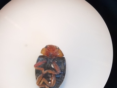 Scymnus rubromaculatus