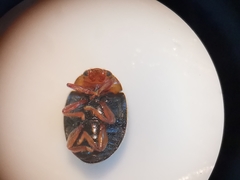 Scymnus rubromaculatus