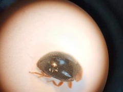 Scymnus rubromaculatus