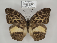 Bebearia mandinga beni