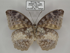 Bebearia mandinga beni