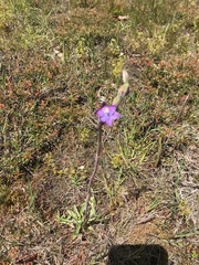 Thelymitra peniculata