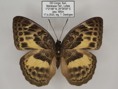Bebearia languida