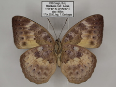 Bebearia languida