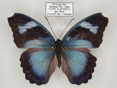 Euphaedra diffusa diffusa