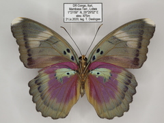 Euphaedra diffusa diffusa