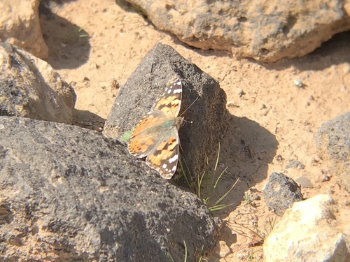 Painted Lady