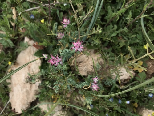 Dense-flowered Fumitory