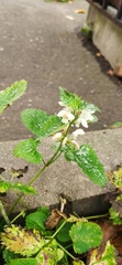 Lamium album