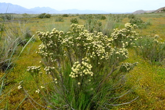Leucadendron brunioides brunioides