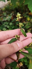 Persicaria