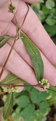 Persicaria