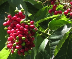 Gmelina dalrympleana