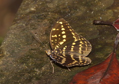 Lexias canescens