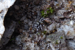 Habronattus sabulosus