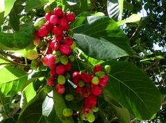 Gmelina dalrympleana