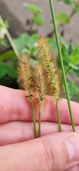 Setaria pumila
