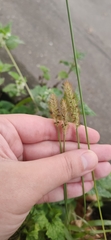 Setaria pumila