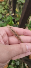 Setaria pumila