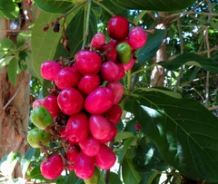 Gmelina dalrympleana