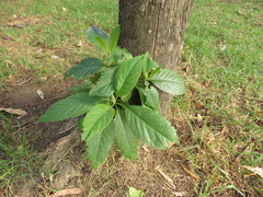 Citharexylum subflavescens