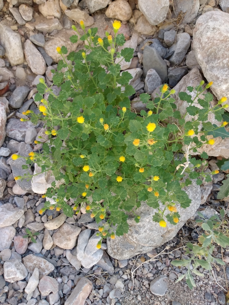 Bluff Rockdaisy