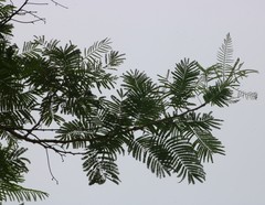 Senegalia polyacantha