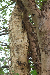 Senegalia polyacantha