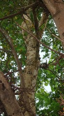 Senegalia polyacantha