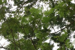 Senegalia polyacantha