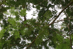 Senegalia polyacantha