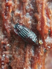 Micropeplus staphylinoides