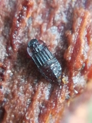 Micropeplus staphylinoides