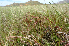 Hemarthria altissima