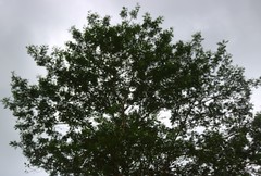 Senegalia polyacantha